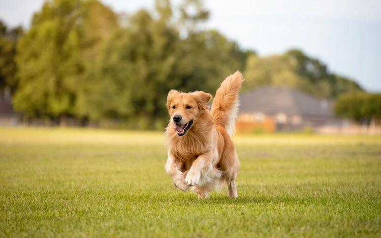 Happy, healthy dog supported by KURI NZ health products