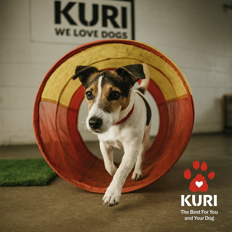 Happy dog and KURI accessories indoors in NZ
