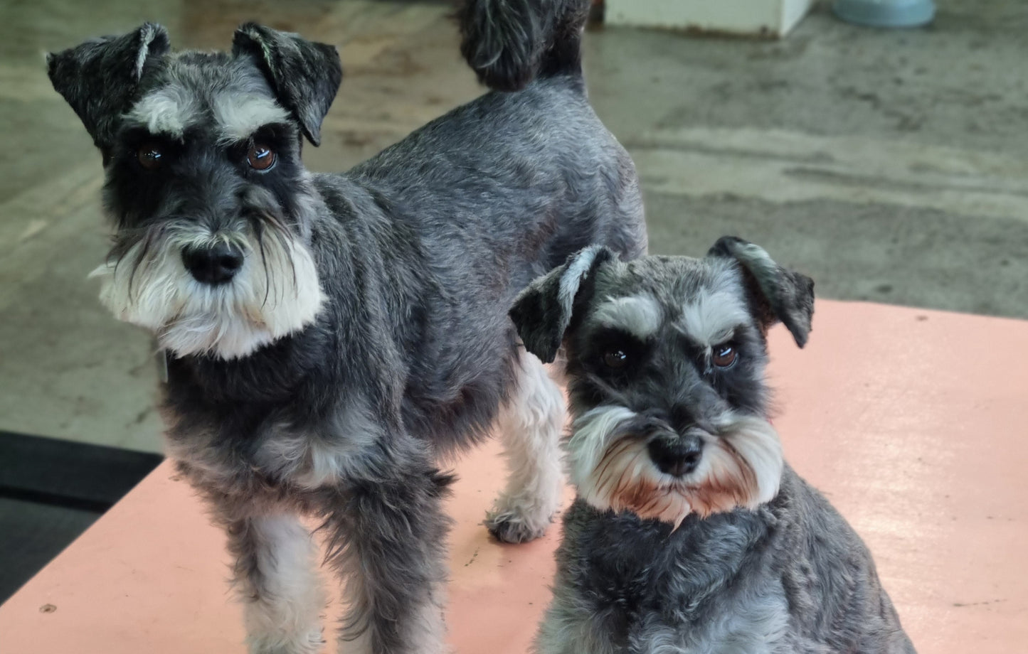 Daycare - Group Rates