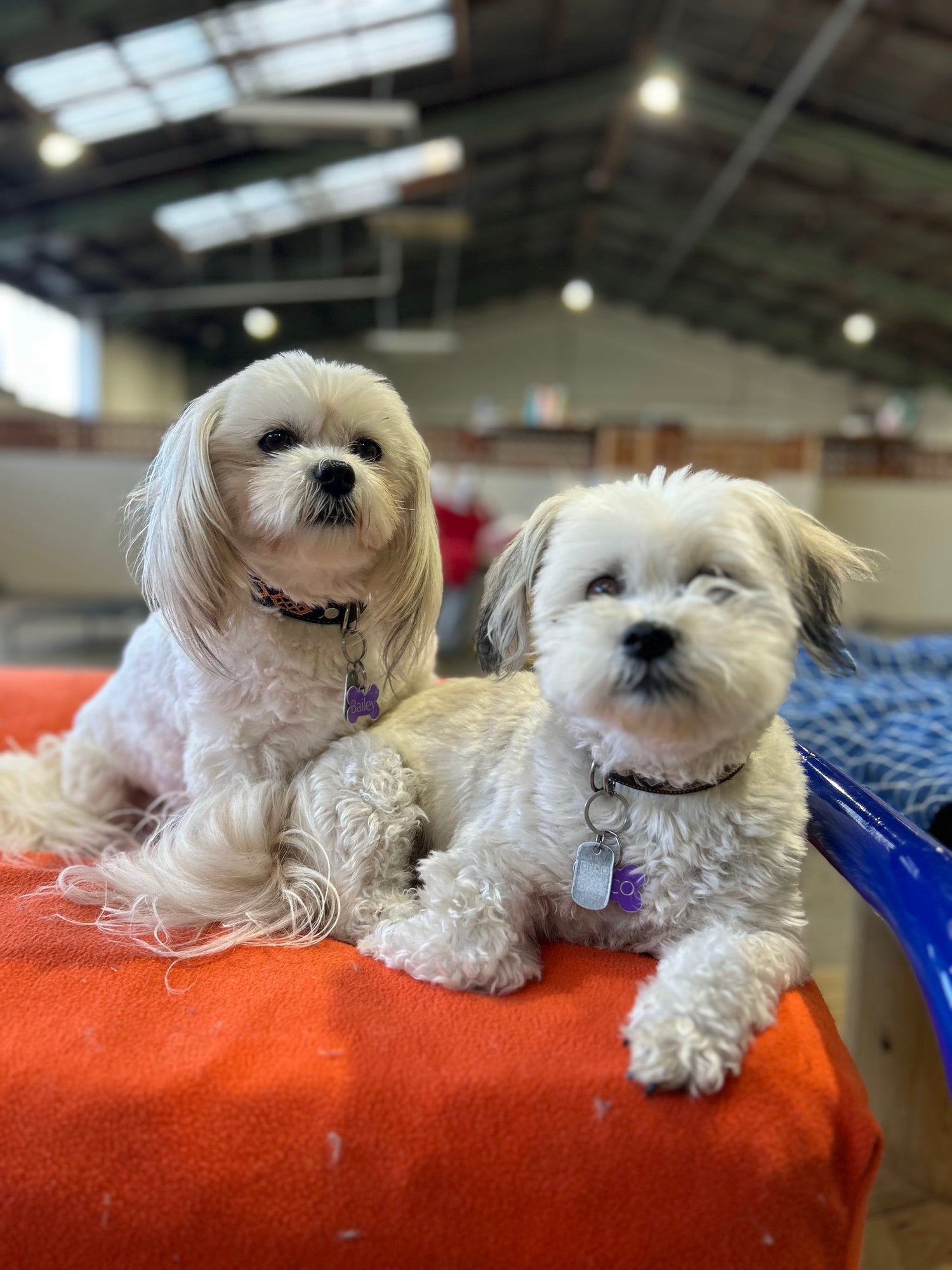 Two small white dogs sitting on a red surface with a blurred indoor background