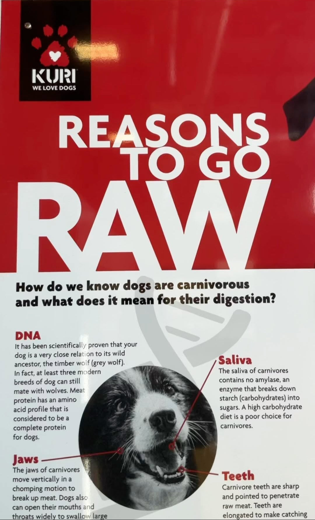 KURI advertisement about reasons to go raw for dogs, featuring a dog's face and text.