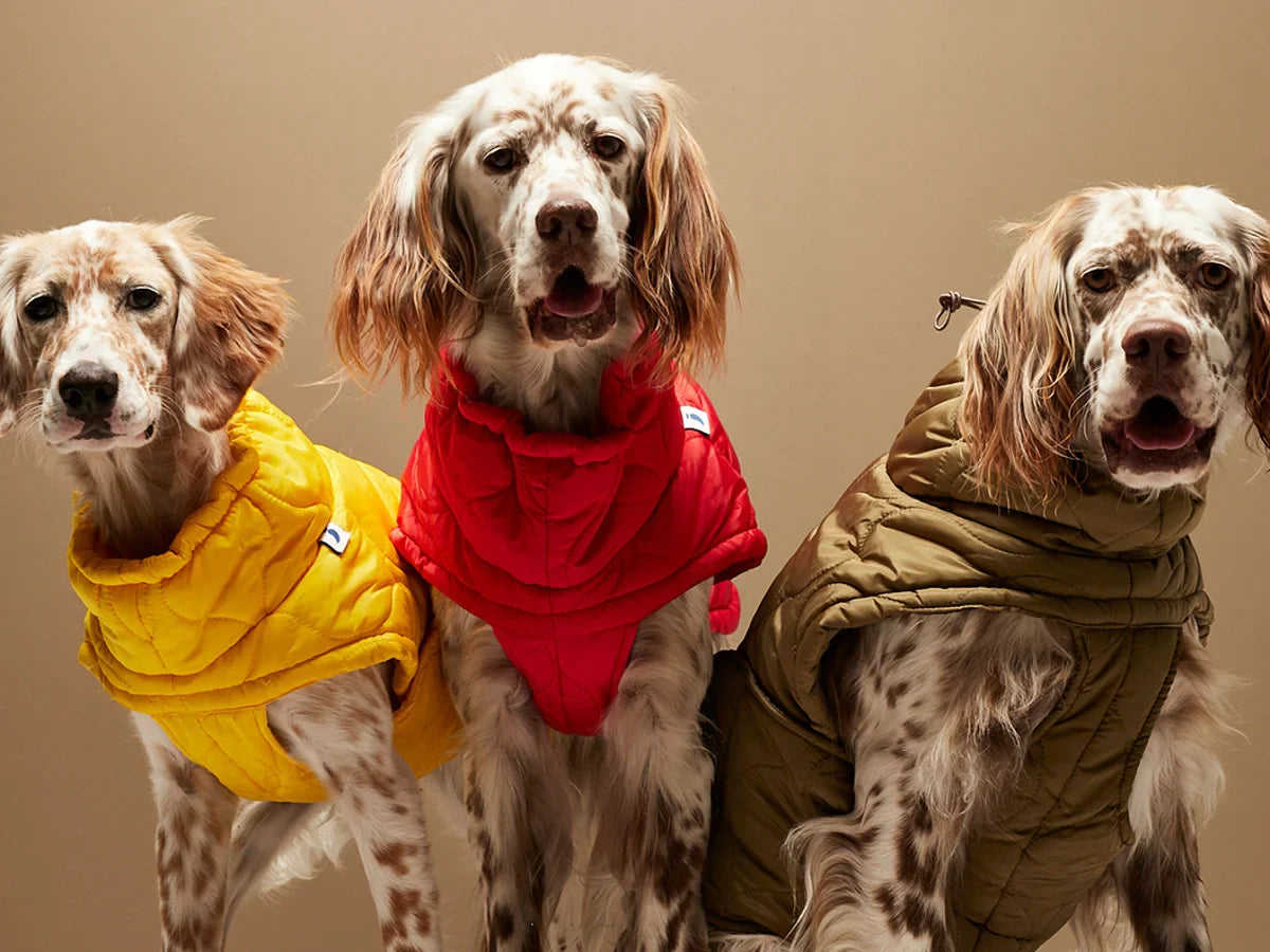 Dog Clothes