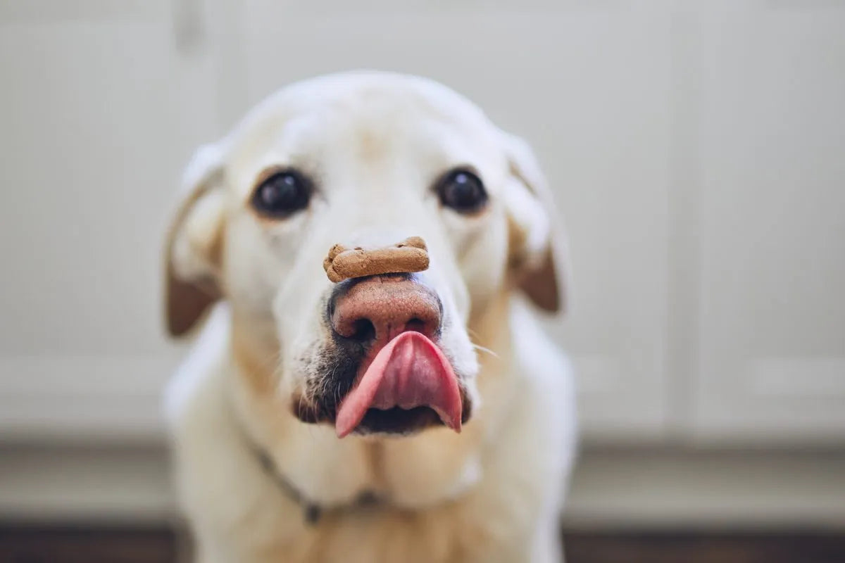 Treats