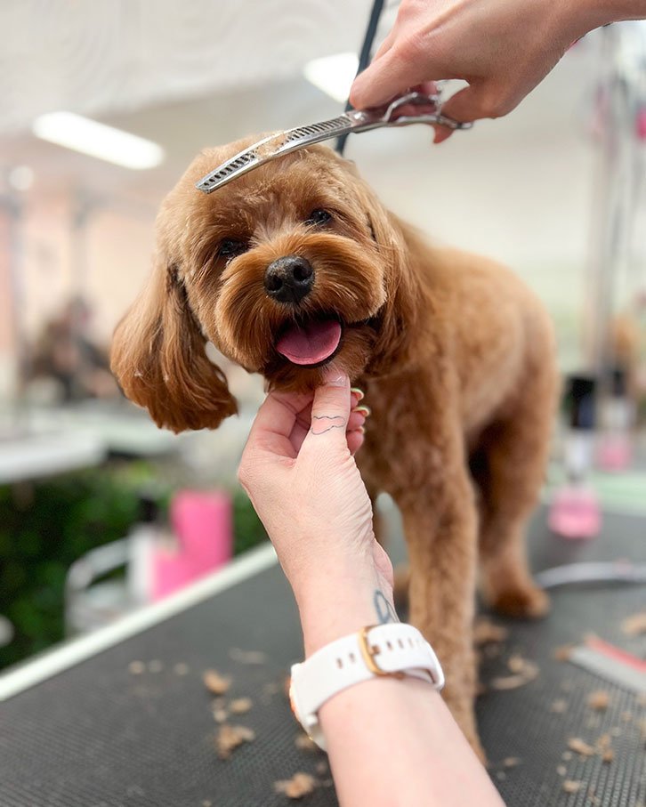 Grooming Supplies