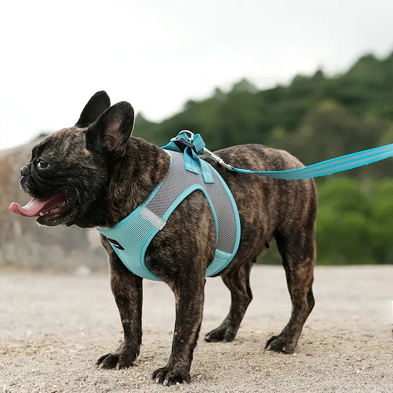 Leads & Harnesses