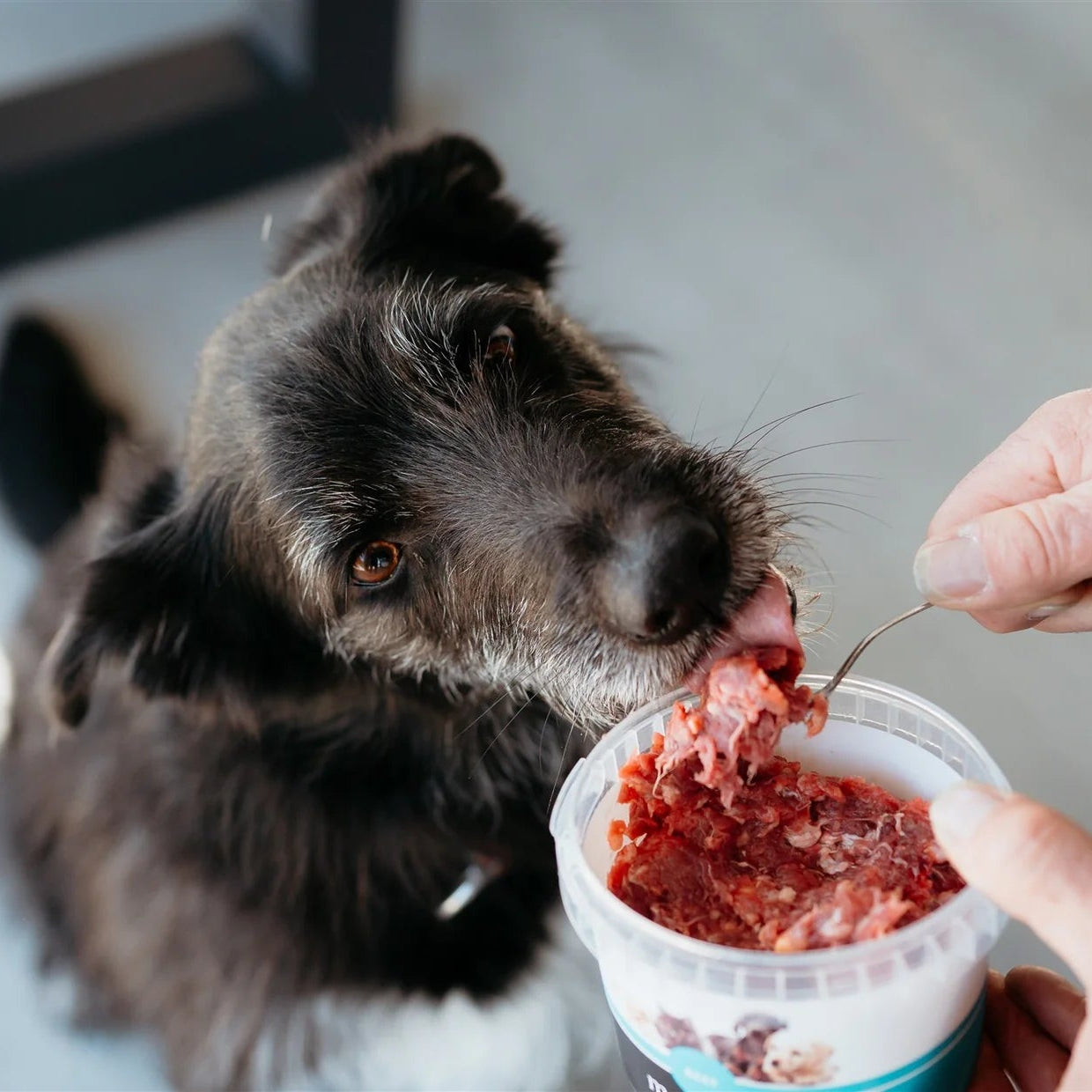 KURI Raw Starter Pack