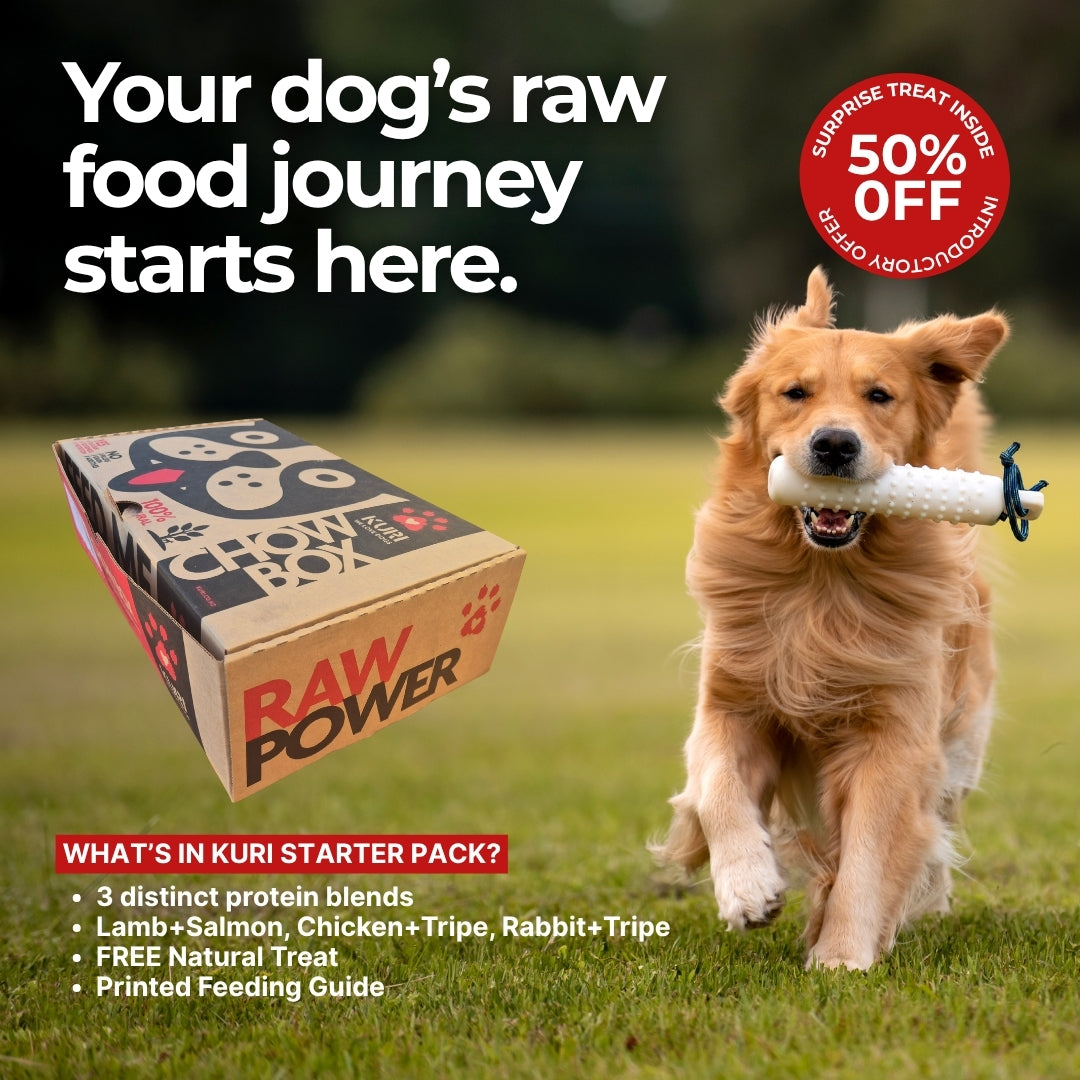 Dog running with a Kuri Raw Power box and promotional text about raw food journey and discount offer.