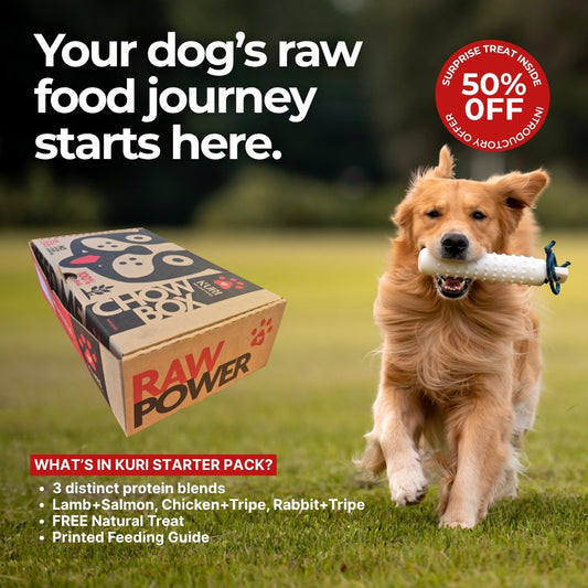 Dog running with a Kuri Raw Power box and promotional text about raw food journey and discount offer.