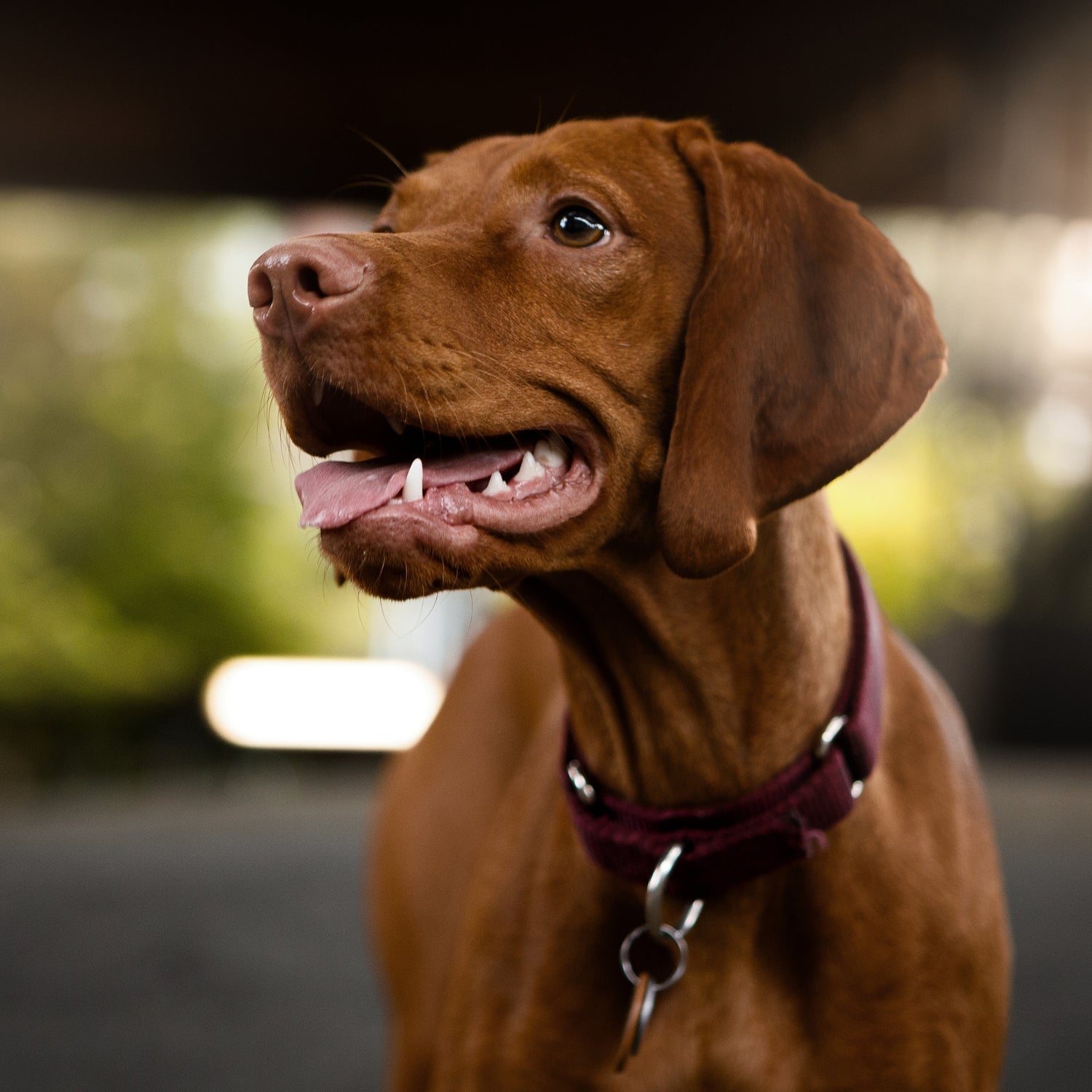 Happy dog looking up – KURI NZ home page banner for premium raw dog food and dog care services