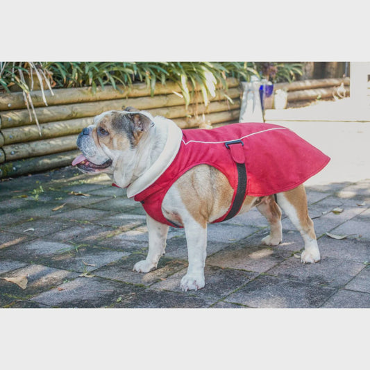 Red Dingo